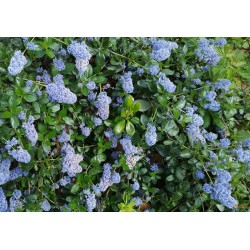 CEANOTHUS THYRSI. REPENS