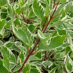 CORNUS ALBA ELEGANTISSIMA