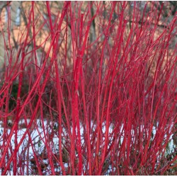 CORNUS SANGUINEA