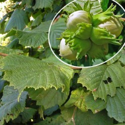 CORYLUS AVELLANA  (noisetier)