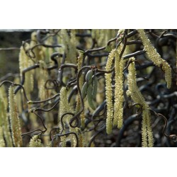 CORYLUS CONTORTA (noisetier...