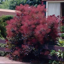 COTINUS COGGIGRIA ROYAL PURPLE