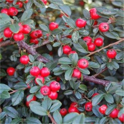 COTONEASTER DAMMERI SKOGOLMEN