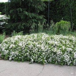 DEUTZIA GRACILIS NIKKO