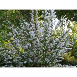 DEUTZIA MAGNIFICA