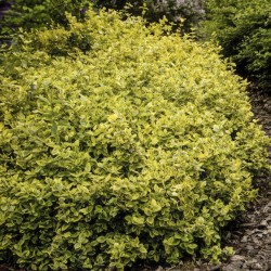 EUONYMUS EMERAL'D GOLD