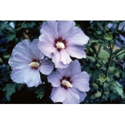 HIBISCUS SYRIACUS