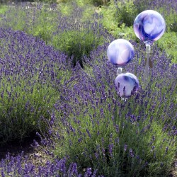 LAVANDE ANGUSTIFOLIA HIDCOTE