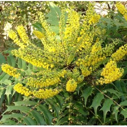 MAHONIA CHARITY