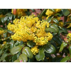 MAHONIA AQUIFOLIUM