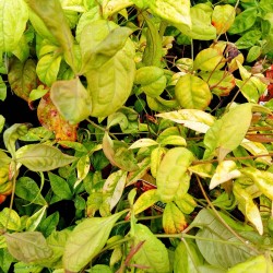 NANDINA PYGMAEA