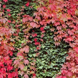 PARTHENOCISSUS TRICUSP....