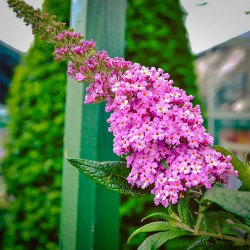 BUDDLEIA  PINK DELIGHT