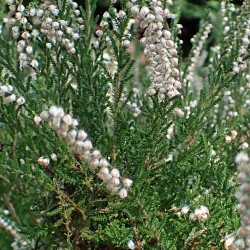 CALLUNA BLANC