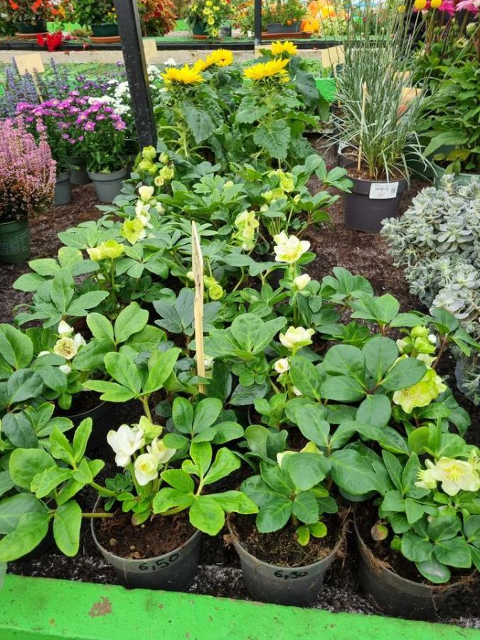 Jardinerie à Charleville-Mézières dans les Ardennes