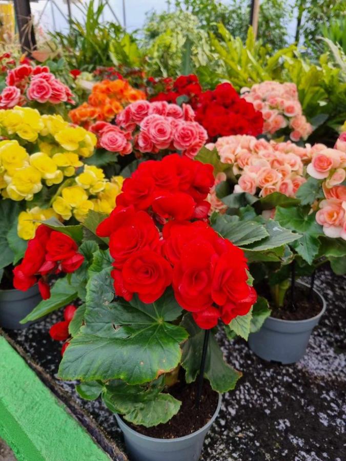 Jardinerie à Charleville-Mézières dans les Ardennes