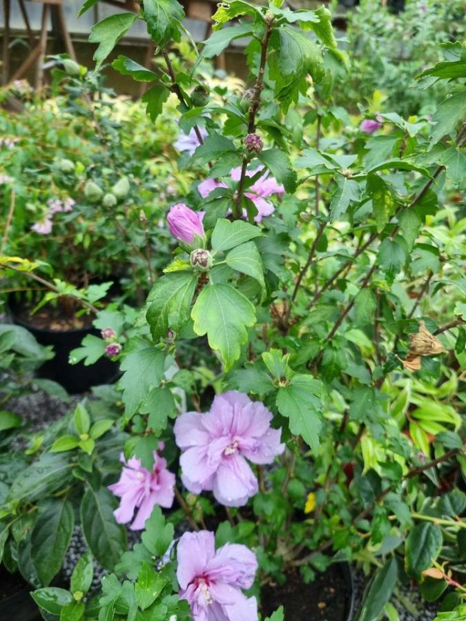 Jardinerie à Charleville-Mézières dans les Ardennes