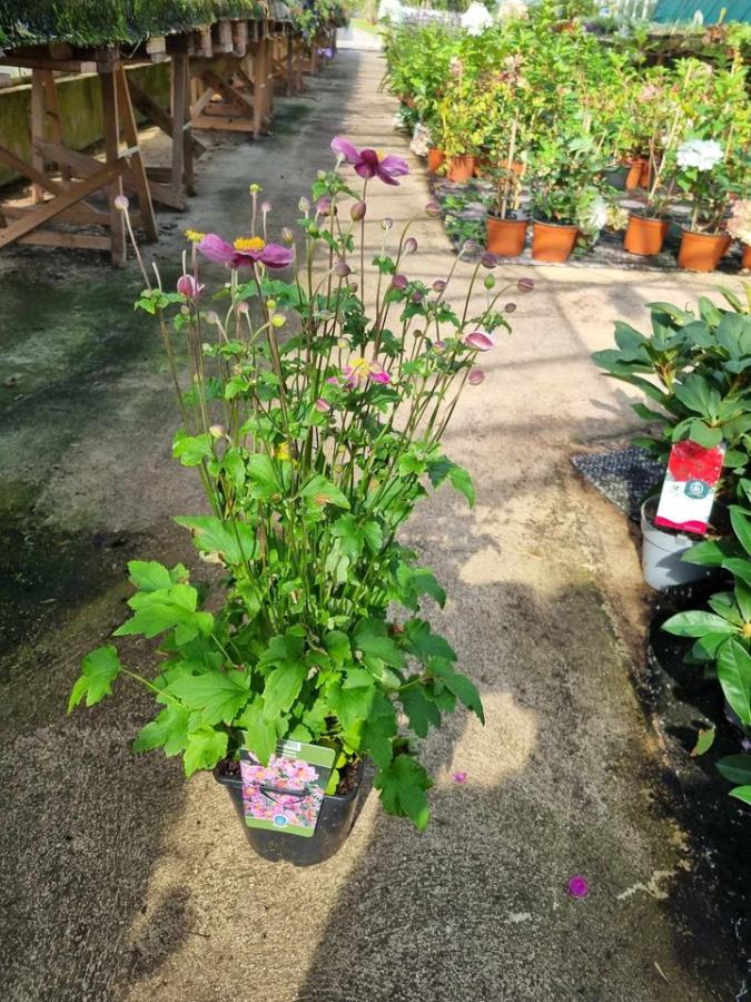 Jardinerie à Charleville-Mézières dans les Ardennes