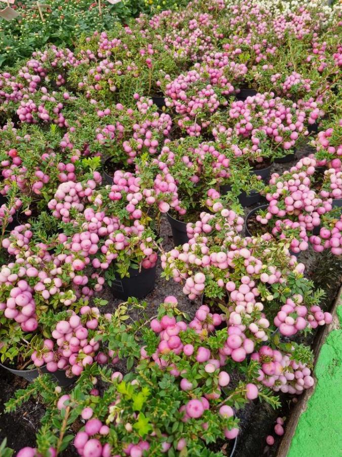 Jardinerie à Charleville-Mézières dans les Ardennes