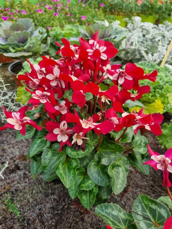 Jardinerie à Charleville-Mézières dans les Ardennes