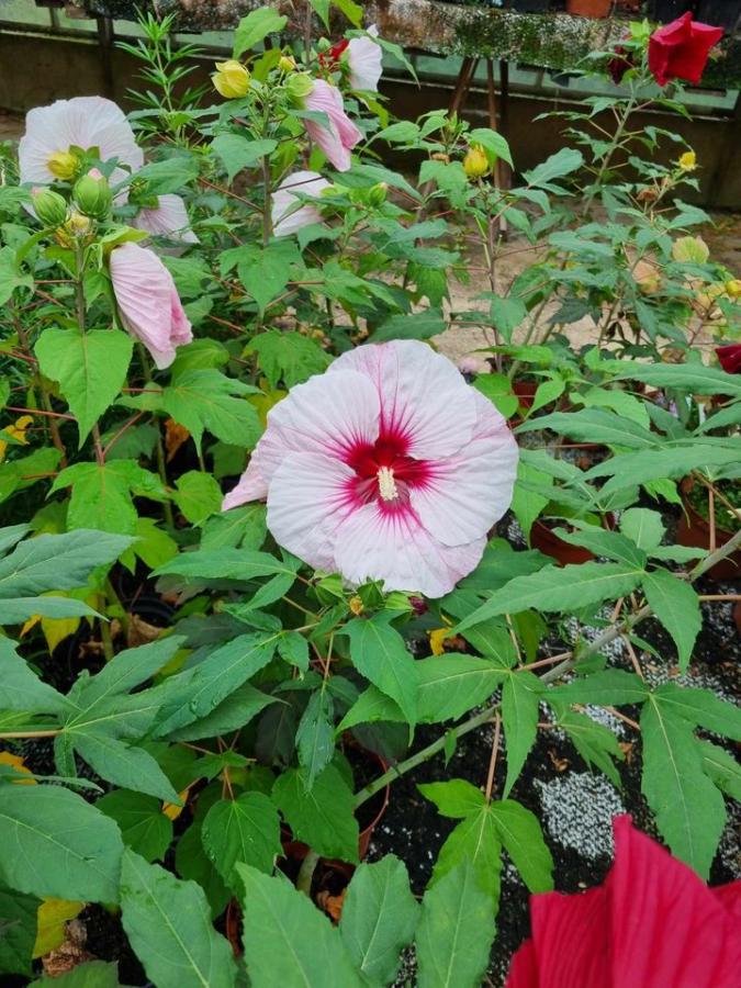 Jardinerie à Charleville-Mézières dans les Ardennes