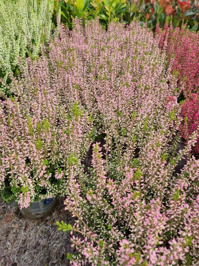 Jardinerie à Charleville-Mézières dans les Ardennes