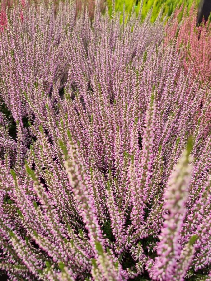 Jardinerie à Charleville-Mézières dans les Ardennes