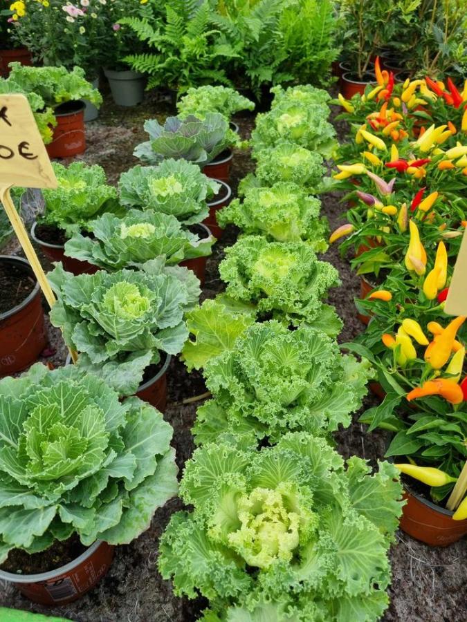 Jardinerie à Charleville-Mézières dans les Ardennes