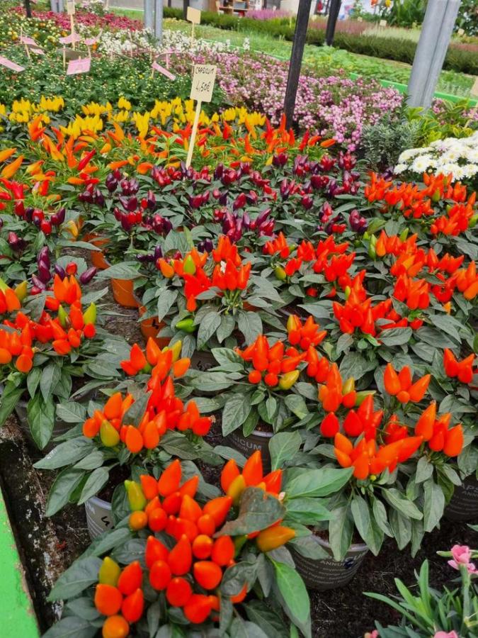 Jardinerie à Charleville-Mézières dans les Ardennes