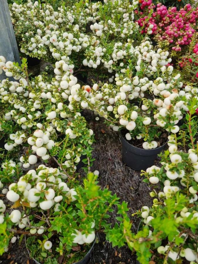 Jardinerie à Charleville-Mézières dans les Ardennes