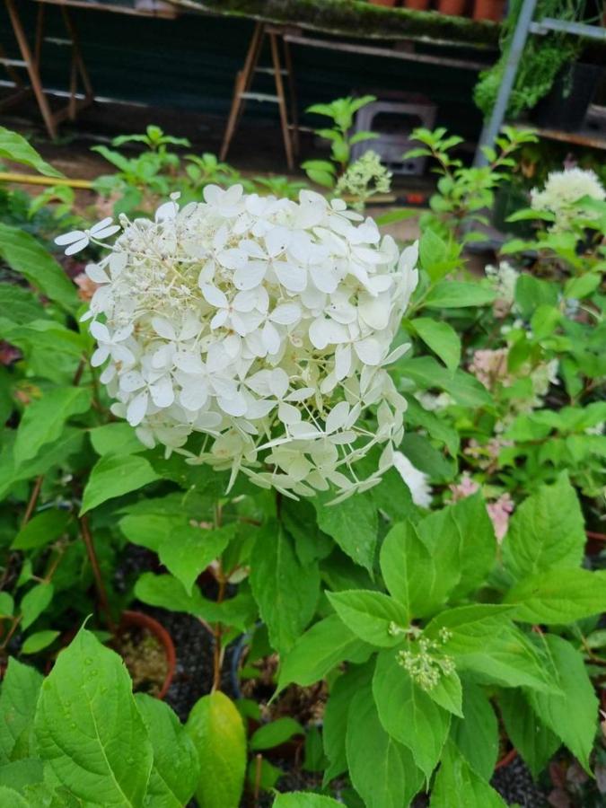 Jardinerie à Charleville-Mézières dans les Ardennes