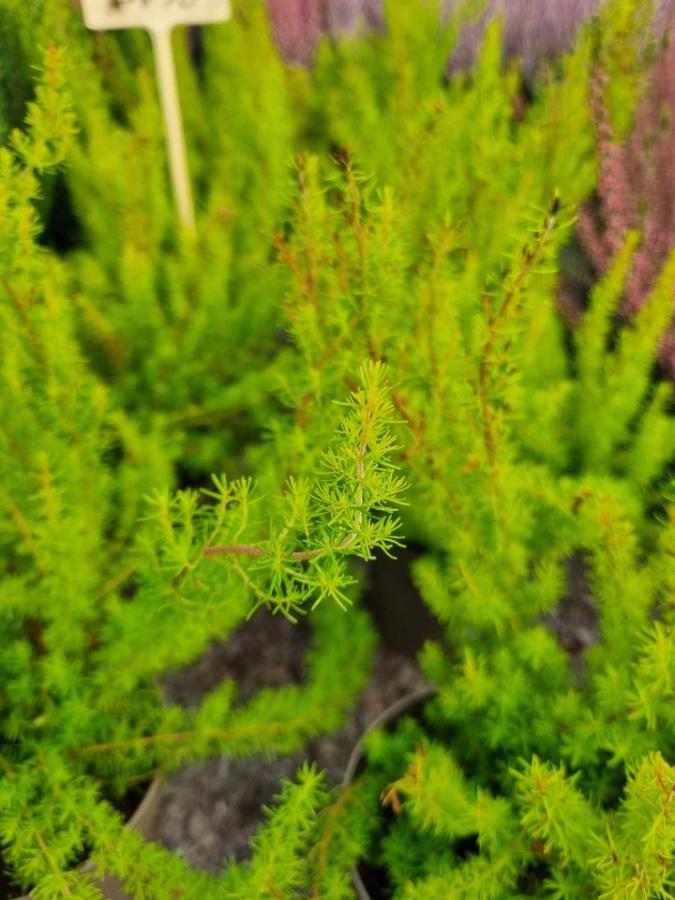 Jardinerie à Charleville-Mézières dans les Ardennes