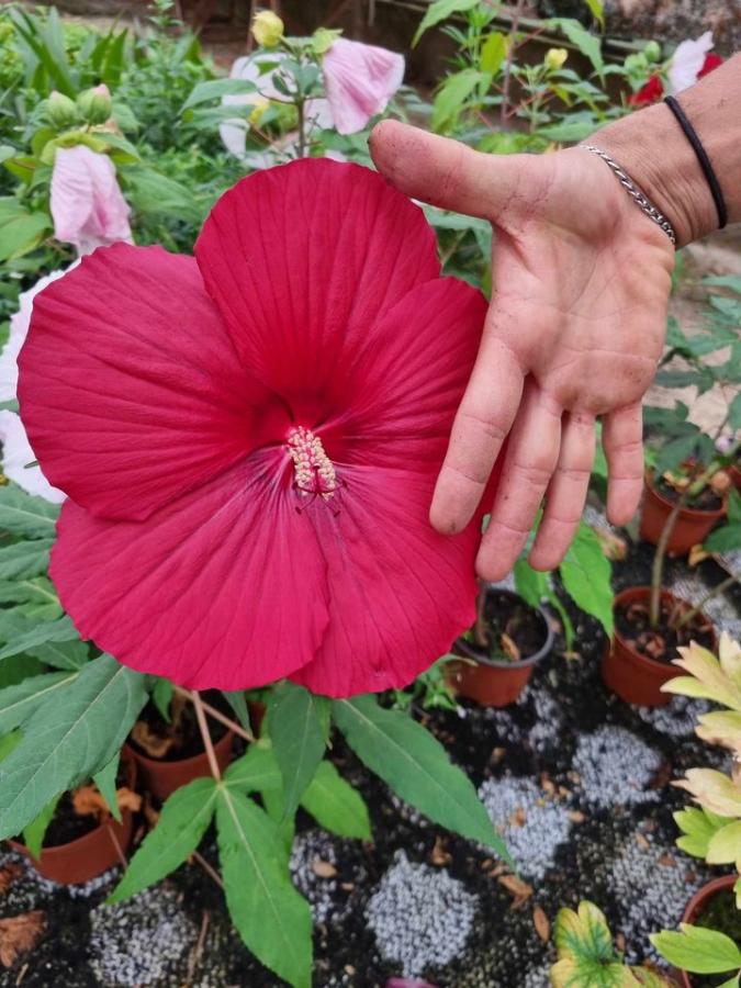 Jardinerie à Charleville-Mézières dans les Ardennes