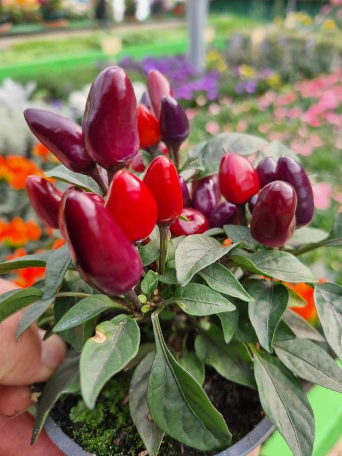 Jardinerie à Charleville-Mézières dans les Ardennes