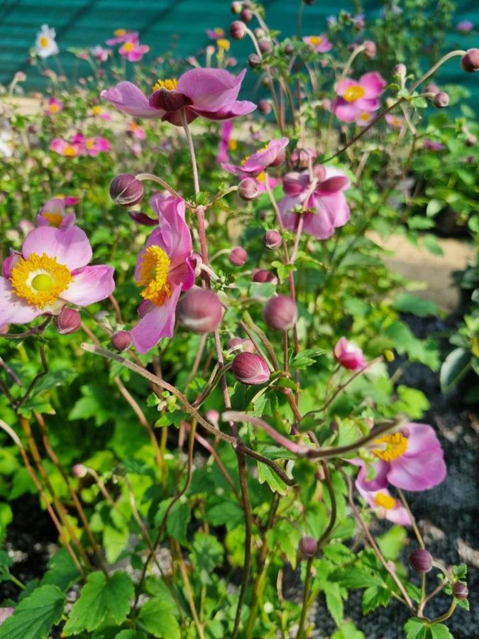 Jardinerie à Charleville-Mézières dans les Ardennes