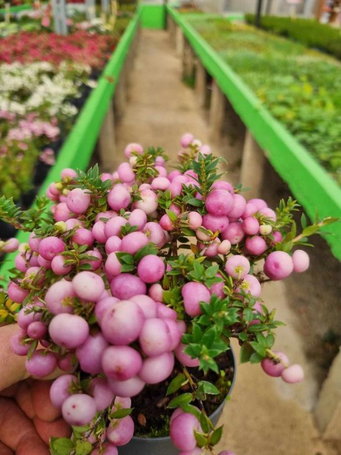 Jardinerie à Charleville-Mézières dans les Ardennes