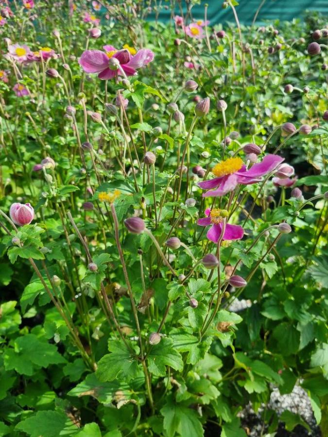 Jardinerie à Charleville-Mézières dans les Ardennes