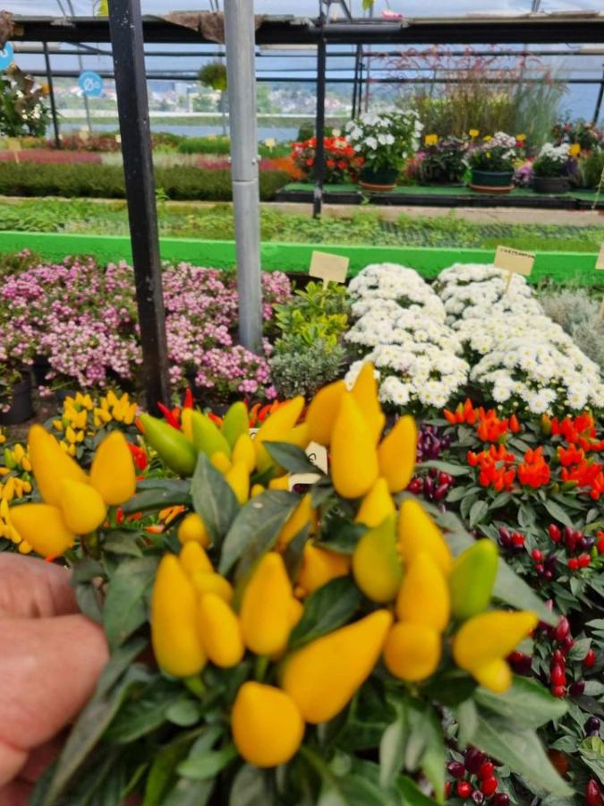 Jardinerie à Charleville-Mézières dans les Ardennes