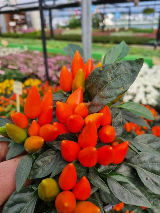 Jardinerie à Charleville-Mézières dans les Ardennes