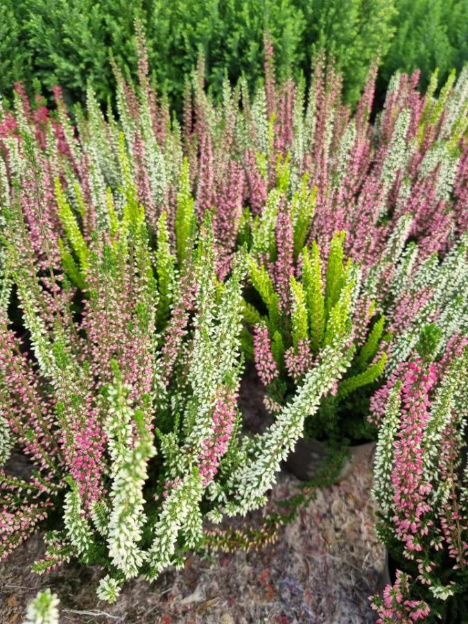 Jardinerie à Charleville-Mézières dans les Ardennes