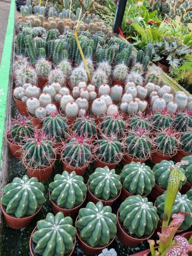 Jardinerie à Charleville-Mézières dans les Ardennes