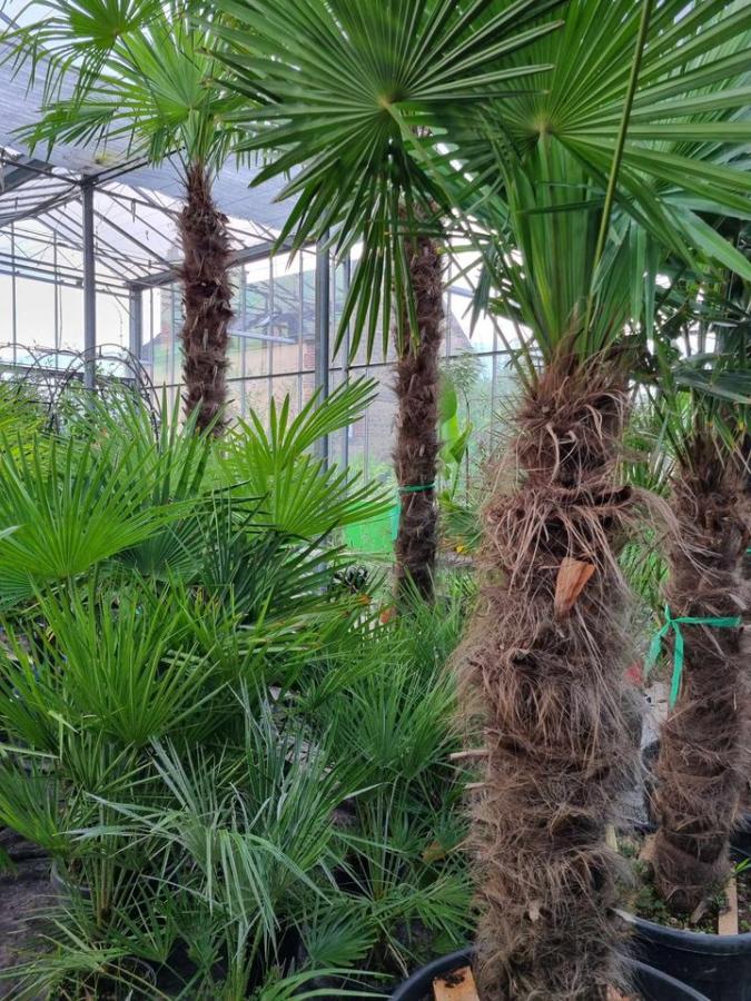 Jardinerie à Charleville-Mézières dans les Ardennes