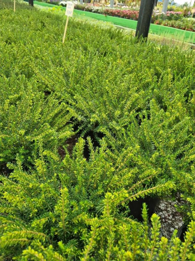 Jardinerie à Charleville-Mézières dans les Ardennes